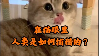 Trong mắt mèo, con người săn mồi như thế nào?