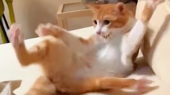 แมว: หาง! ไอ้ทรยศ!