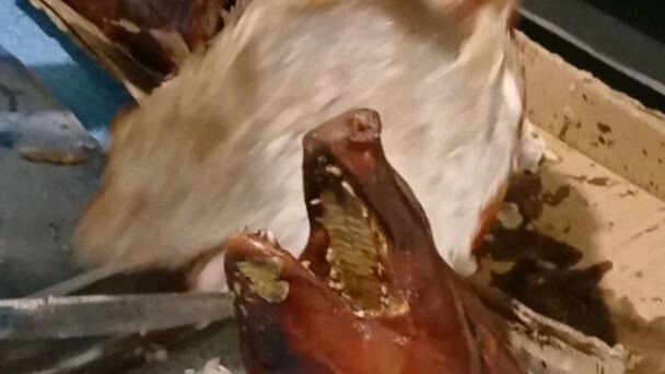 Lechon kayo jan! #Olongapo City