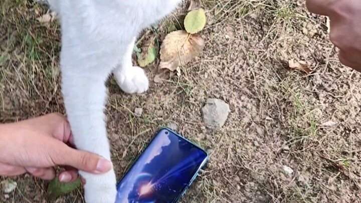 Saya tidak memaksa kucing ini, itu dengan sukarela. Tapi mengapa masih bengkok, apakah hidup tidak c