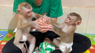 Both Obedient Baby Lion & Sono Try To Get Logan Fruit Inside Mom's Hand