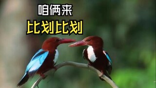 那些运动中的动物们！