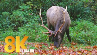 Mystery in Yellowstone_ the Disappearance of the Elk National Geographic Documentary