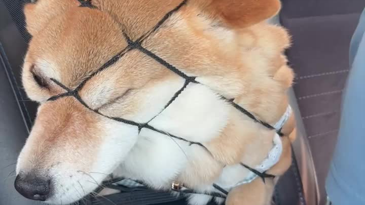 Stubborn as a pineapple bun
