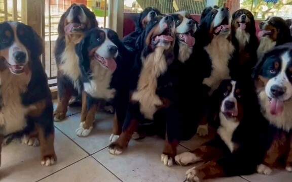 Tolong, anjing Bern kami tidak pernah bergerak sendirian