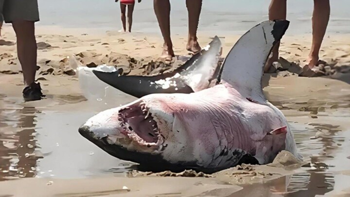 A young man rescued a stranded shark on the beach, and unexpectedly, after being saved, the shark ca