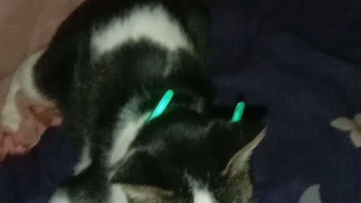 meow