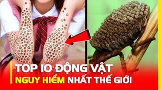 10 Loài Động Vật Cực Kỳ "NGUY HIỂM" Không Muốn "C.HẾT" Đừng Có Mà Sờ Vào Nó