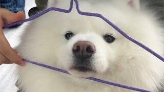 Samoyed has such a good temper. If you want to raise a dog, you must raise a Samoyed.