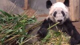 Terungkap di Internet bahwa panda raksasa di Amerika Serikat dianiaya secara lokal! Mereka kelaparan