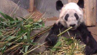 Terungkap di Internet bahwa panda raksasa di Amerika Serikat dianiaya secara lokal! Mereka kelaparan