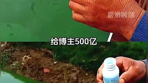 เทพผู้ครอบครองสาหร่ายคลอเรลลา!