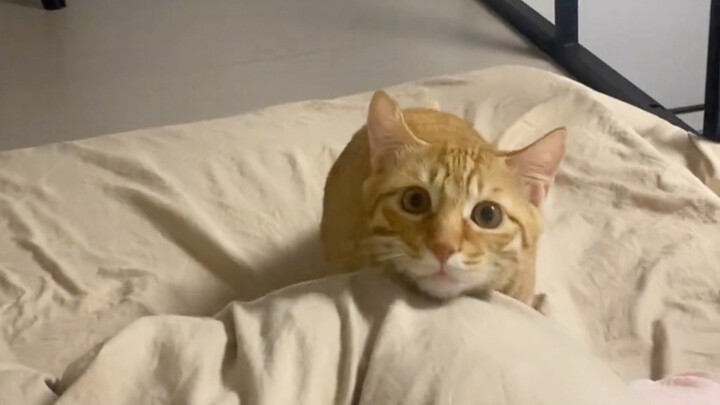 It turns out that Red Light, Green Light was invented by a kitten.
