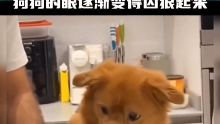 น้องหมา: ถ้าไม่ใช่ว่าพูดไม่ได้ คงต่อว่าคุณไปสักสองสามคำแล้ว #ความในใจของน้องหมาเขียนไว้บนหน้าหมดแล้ว