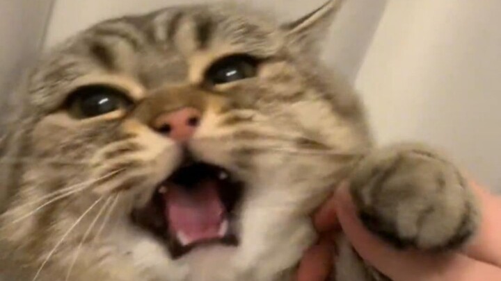 “No little milk cat is allowed to fight!”