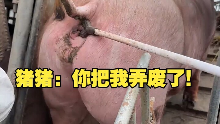 Pig: You broke me!