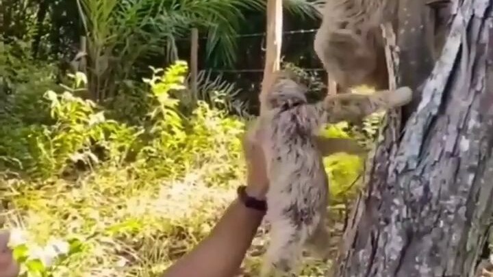 عندما أُعيد صغير الكسلان إلى أمه، تفاجأتُ بأن الأم مدّت يدها لتُعبّر عن امتنانها! هذه اللقطة مليئة ب