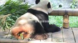 【大熊猫二顺】210802重动，老娘有100种拉屎的姿势！
