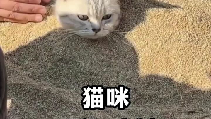 Mèo: Con người đúng là những quả trứng đỏ mềm yếu! "Hành vi khó hiểu của mèo"