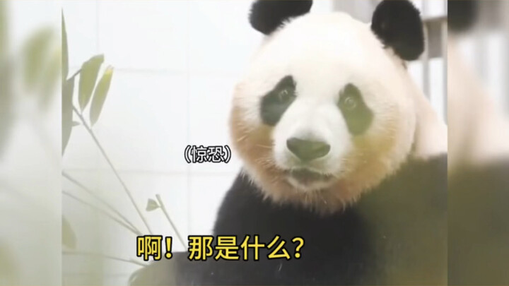 Mỗi khi Aibao thấy Fubao về nhà, cứ như hồn lìa khỏi xác! Aibao: Sao con bé lại về rồi nhỉ?