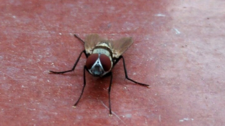 red eyed fly