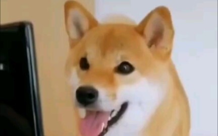 Let me see—does anyone still say Shiba Inus are goofy?
