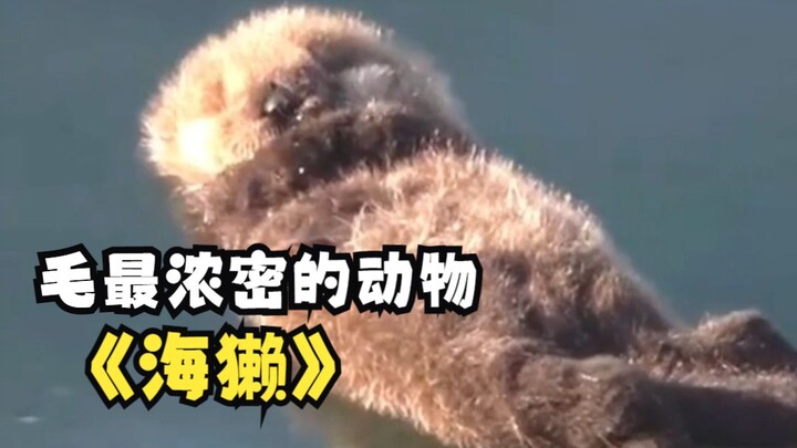 In an area the size of an otter's fingernail, there are more hairs than on an entire human body!