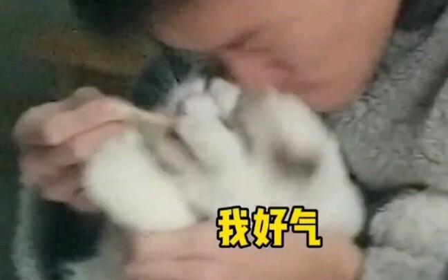 Online cloud cat cuddling