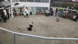 ulutan 2nd fight win at Digos Davao del sur