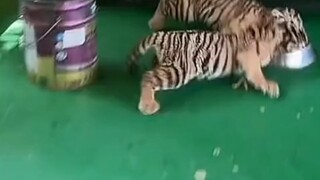 شكراً للأصدقاء على الإعجابات والدعم المادي، شكرًا جزيلًا!