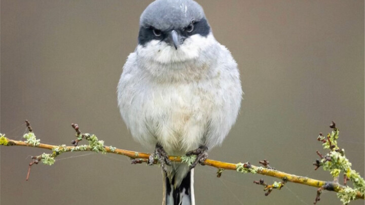 Bác Lao: Bí quyết xiên nướng gia truyền, chuyên nghiệp nướng thịt 100 năm!