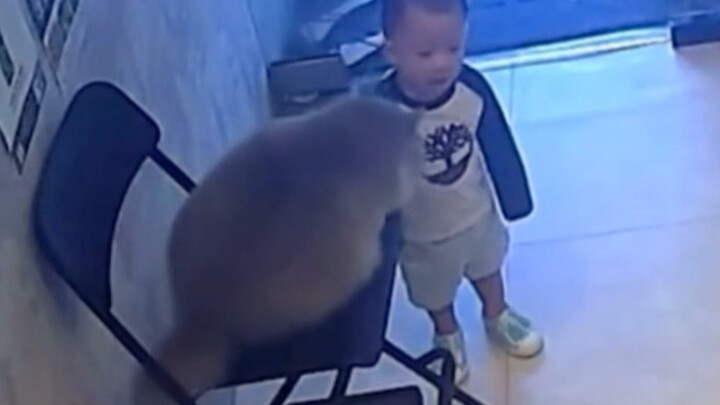 The chubby cat soothes the kid—what a great chubby cat!