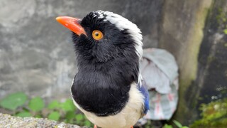 差点把你当绳子捡回家