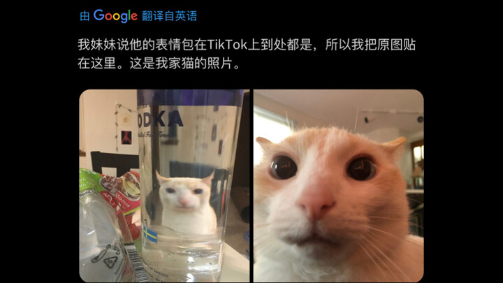 An American vlogger says his cat has gone viral on TikTok, and the comment section is flooded with a