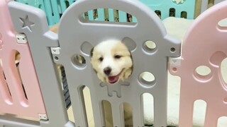 Cảm giác thế nào khi nuôi 3 chú chó corgi không ngừng đuôi?