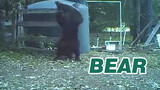 Seekor beruang tidak sengaja melukai dirinya sendiri saat bermain