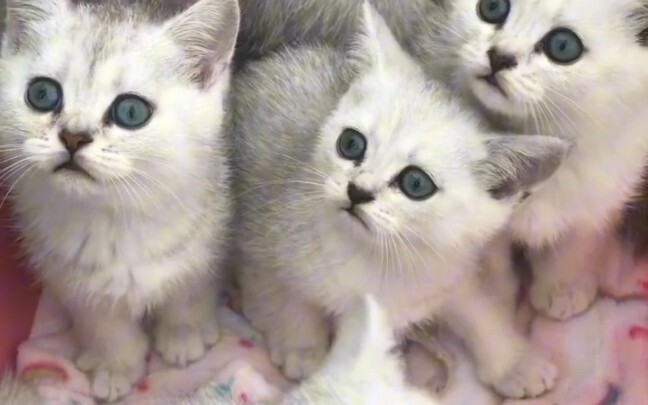 เดินเข้าสู่ตลาดแมวเพื่อดูแมว