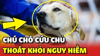 Chú chó XẢ THÂN CỨU CHỦ thoát khỏi NGUY HIỂM trong gang tất ❤️ | Yêu Lu