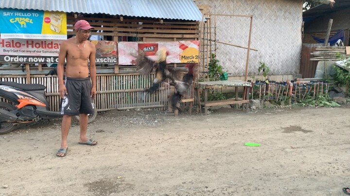 Unat muna ang mga broodcock kahit walang pakpak