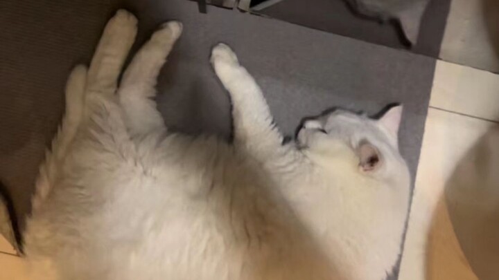 Trên thảm trải sàn mọc mèo à? Thu hoạch cũng khá đấy?