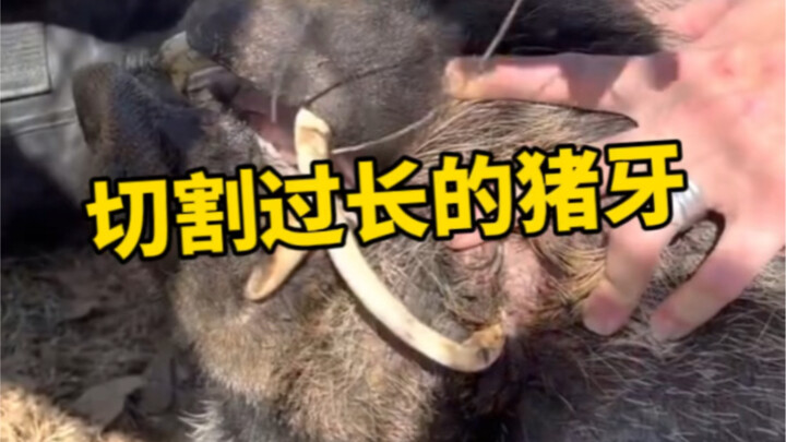 Cutting off the pig’s overly long tusks that have pierced into the flesh