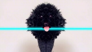 บันทึกการเติบโตของตุ๊กตาเท็ดดี้สุดสร้างสรรค์!