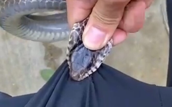 سنيك: أنا أيضًا لم أطلب منك أن تقود السيارة :(