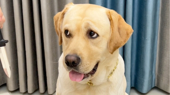 Dog: Please play by the rules.