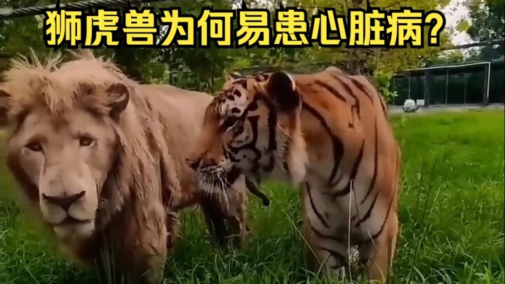 Mengapa singa-tiger mudah menderita penyakit jantung?