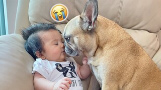 Our FUNNIEST Best Dog And Baby Moments of 2022