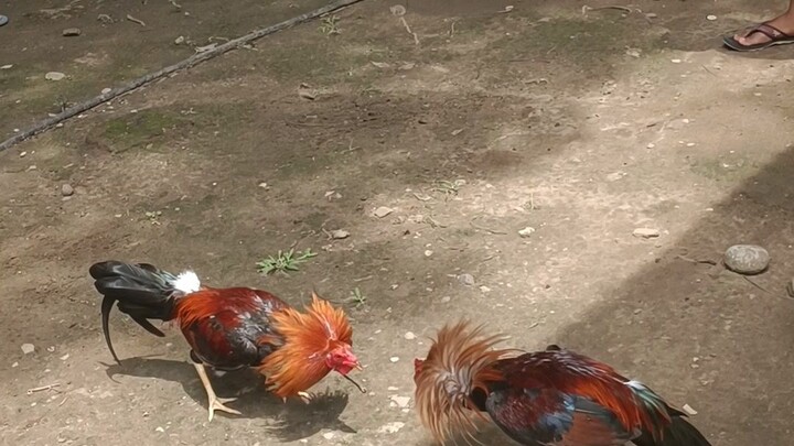 ylh 5 months 1st spar right side, laban boston ng kapit bahay