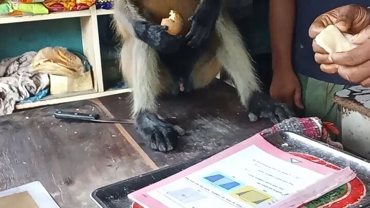 Monkey  😍😍