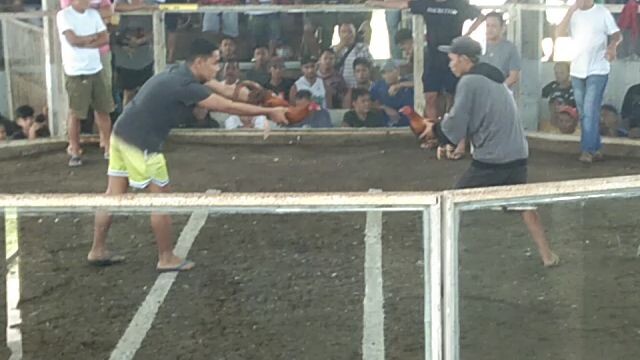 gold.. 2cock ulutan 1st fyt