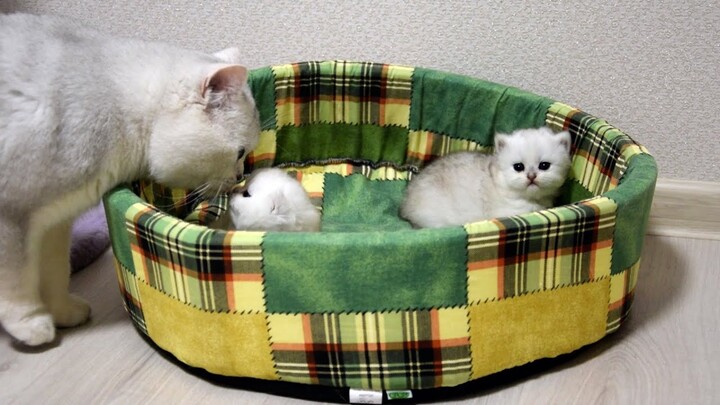 British Silver kitties meet Daddy cat and Scottish Fold aunt cats first time